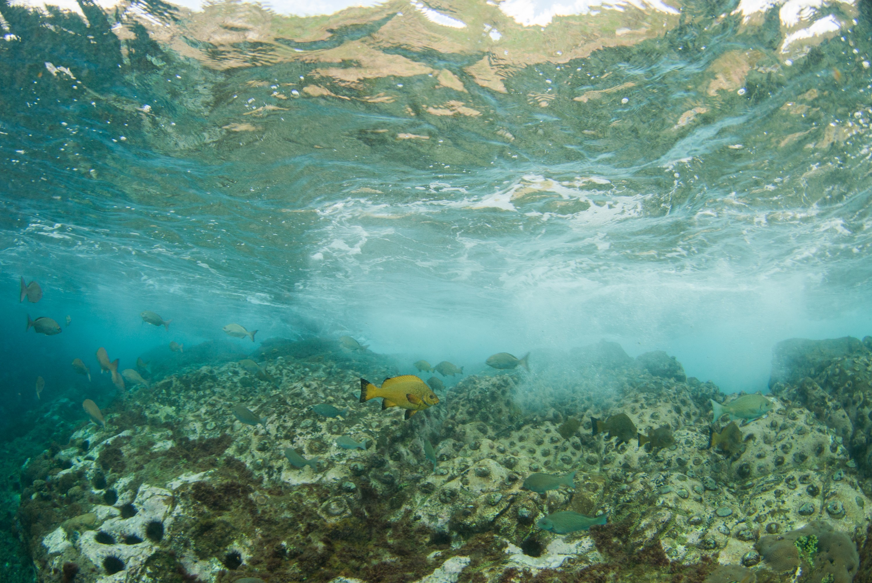 _JFG3725 – kermadec, islands, kermadecs, dive, images, remote, doc, sub tropical, subtropical, sub-tropical, marine, reserve, expedition, lust for rust, mesley, crispin, nz, new, zealand, new zealand, crispin, Kermadecs 13, Endemic, Kermadecs, Giant, Limpet, Patella, kermadecensis, Caramel, Drummer, Girella, fimbriata,